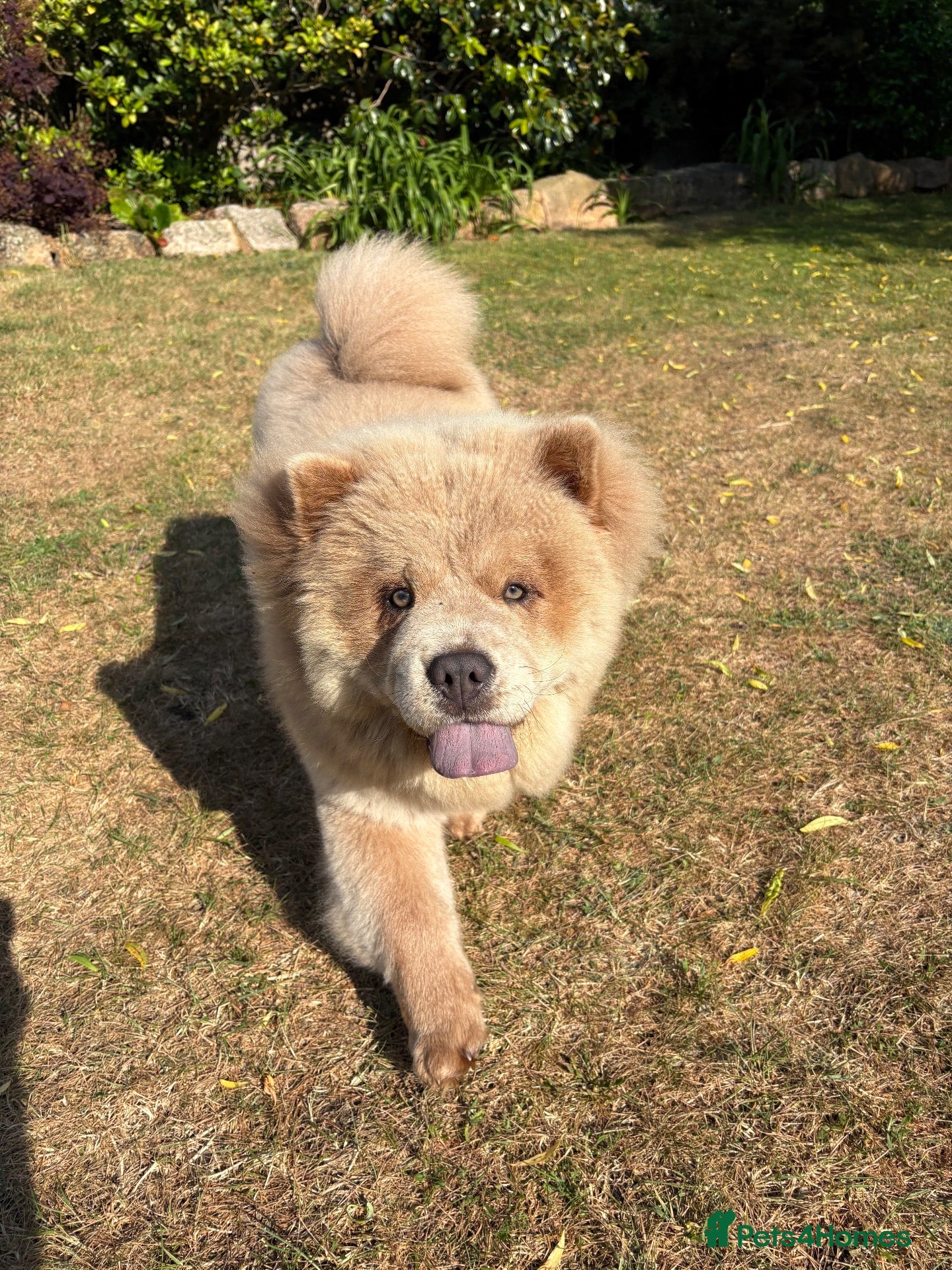 Chow Chow dogs Beautiful female chowchow - Advert 9