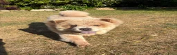 Chow Chow dogs for sale: Beautiful female chowchow - Advert 1