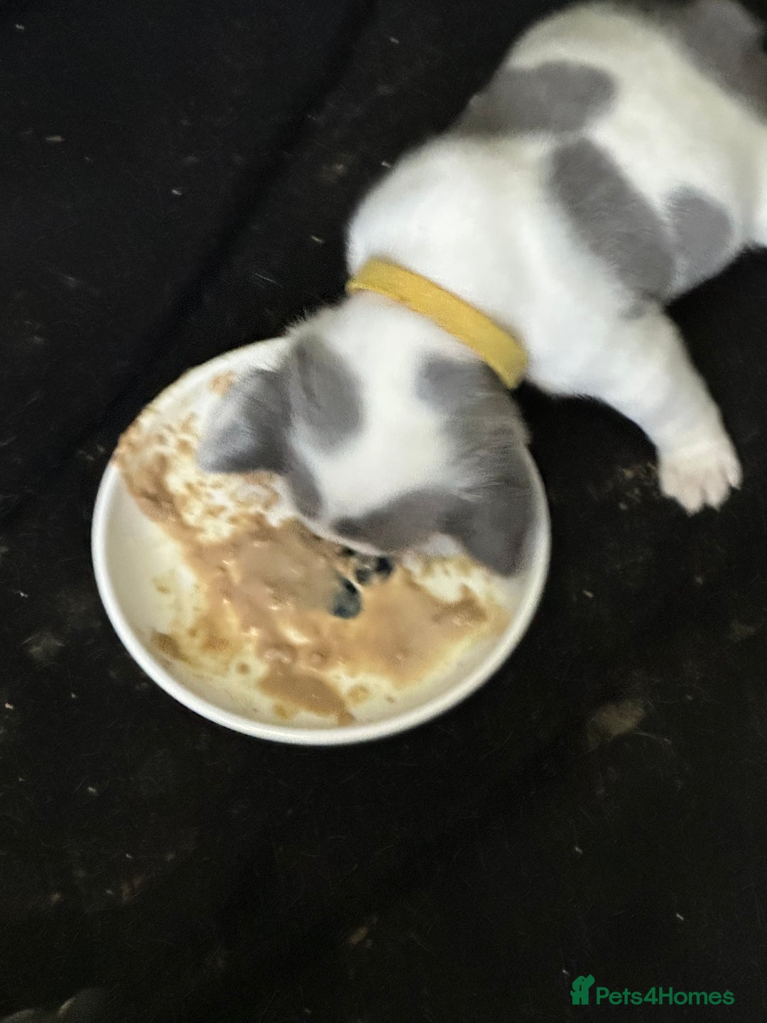 French Bulldog dogs for sale: French bulldog “fluffy” - Advert 14