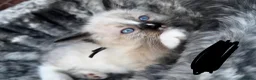 Ragdoll cats for sale: Pure breed ragdoll kittens READY NOW  - Advert 27