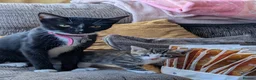 Domestic Shorthair cats for sale: Last 2 Tabby Kittens  - Advert 3