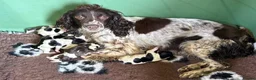 English Springer Spaniel dogs for sale: Our lovely Springer Spaniel puppies 🐾 in York - Advert 9