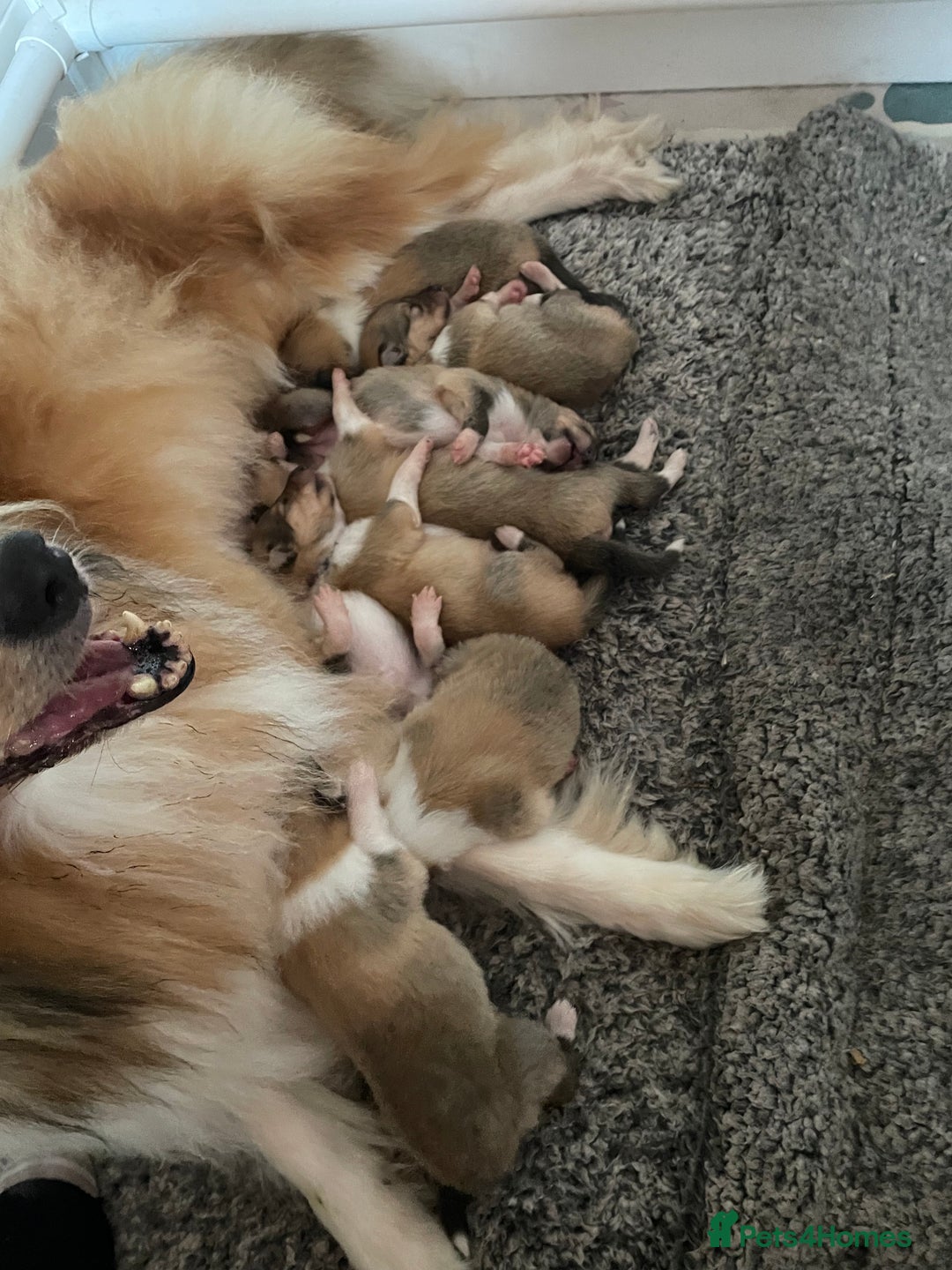 Rough Collie dogs for sale: KC Registered sable and white rough collie ouppies - Image 3