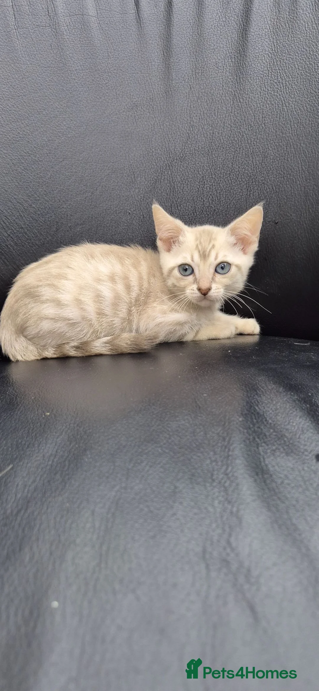 Bengal cats for sale: Bengal kittens lovely colours in Spalding - Advert 2