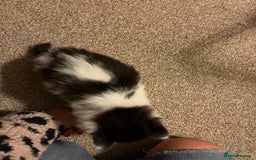 Mixed Breed cats for sale: Black and white Kittens - Image 2