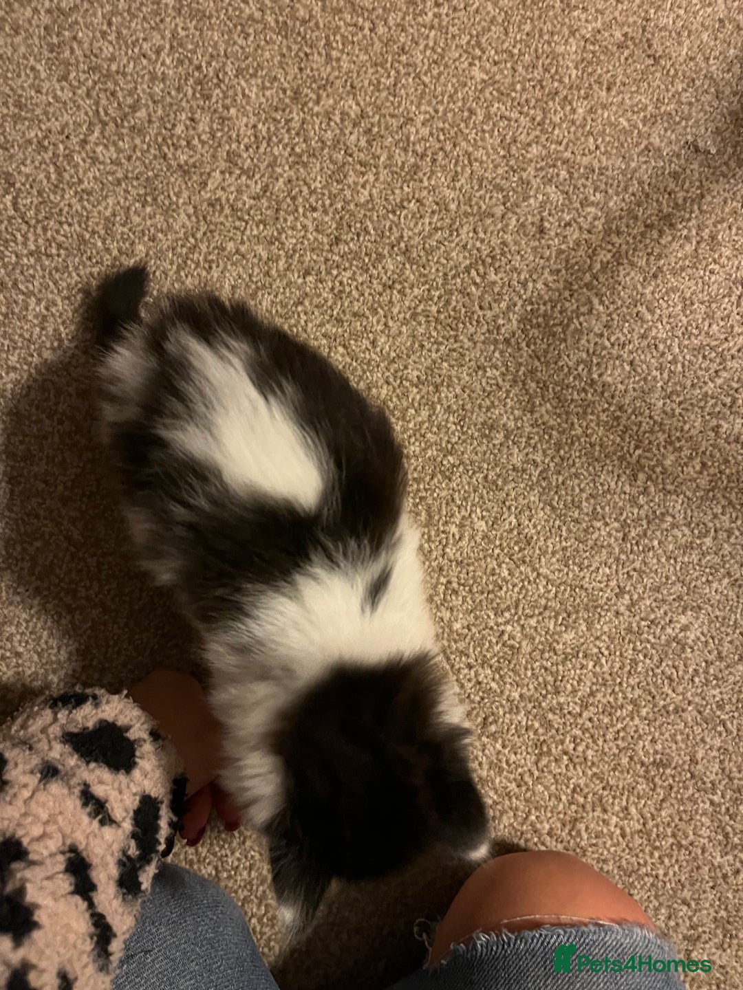 Mixed Breed cats for sale: Black and white Kittens - Image 2