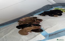 Cocker Spaniel dogs for sale: Amazing litter of 7 cocker spaniels  - Image 4