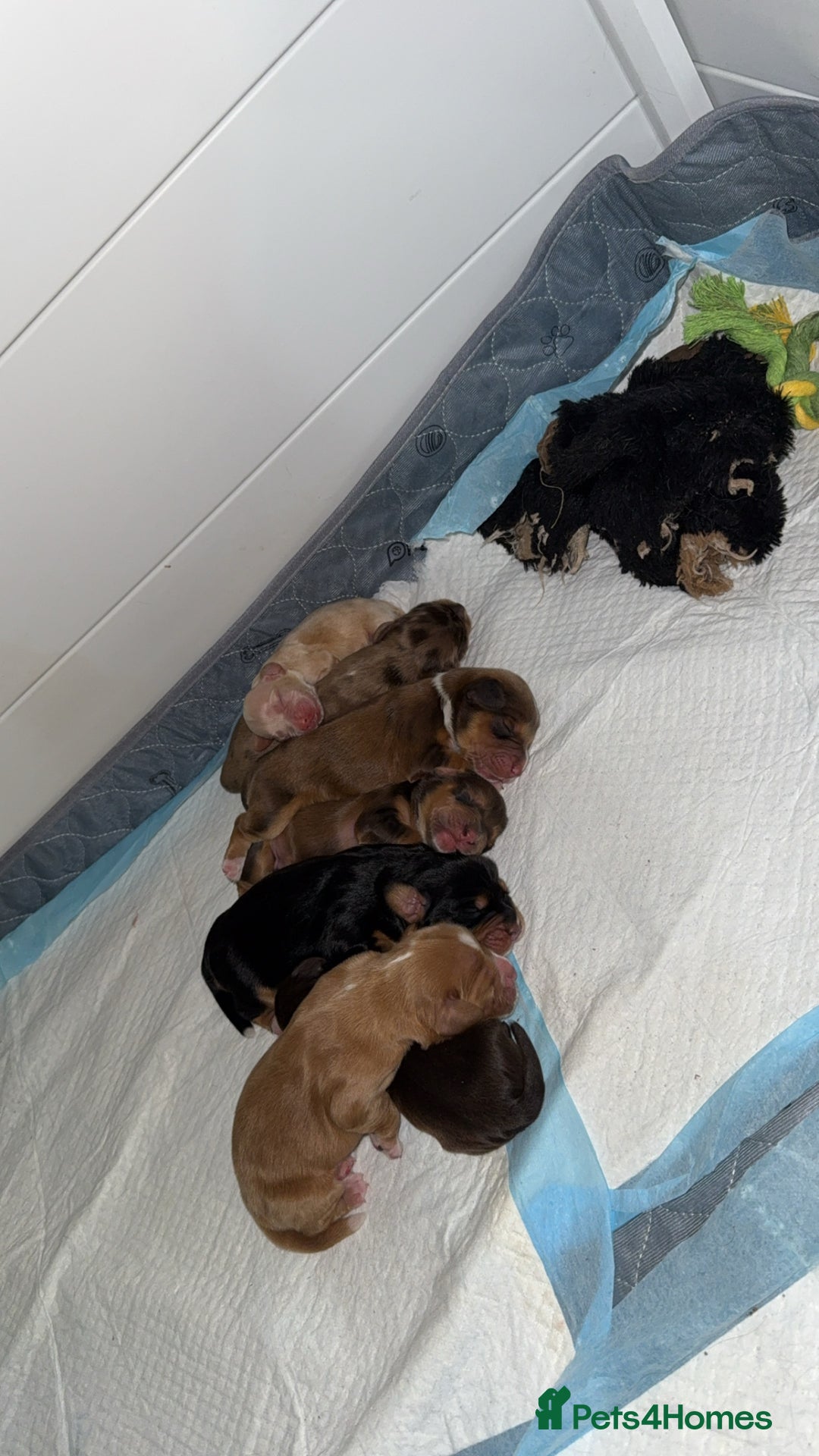 Cocker Spaniel dogs for sale: Amazing litter of 7 cocker spaniels  - Image 4