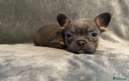 French Bulldog dogs for sale: 7 frenchies £500 to £800 each - Image 4