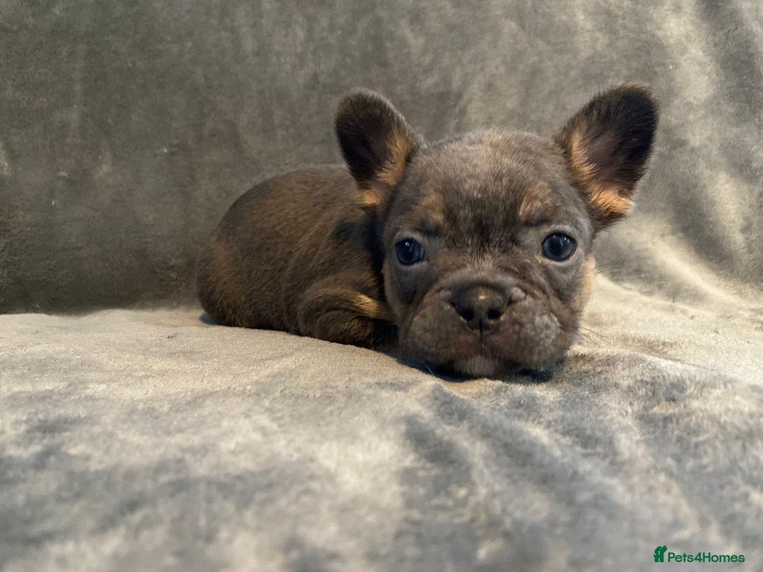 French Bulldog dogs for sale: 7 frenchies £500 to £800 each - Image 4