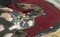 Belgian Shepherd Dog dogs for sale: Belgian Malinois - Image 8