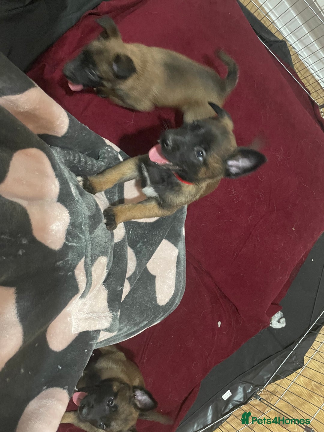 Belgian Shepherd Dog dogs for sale: Belgian Malinois - Image 8