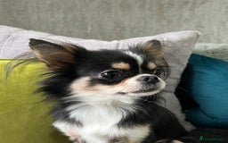 Chihuahua dogs for sale: LC Female Chihuahua  - Advert 7