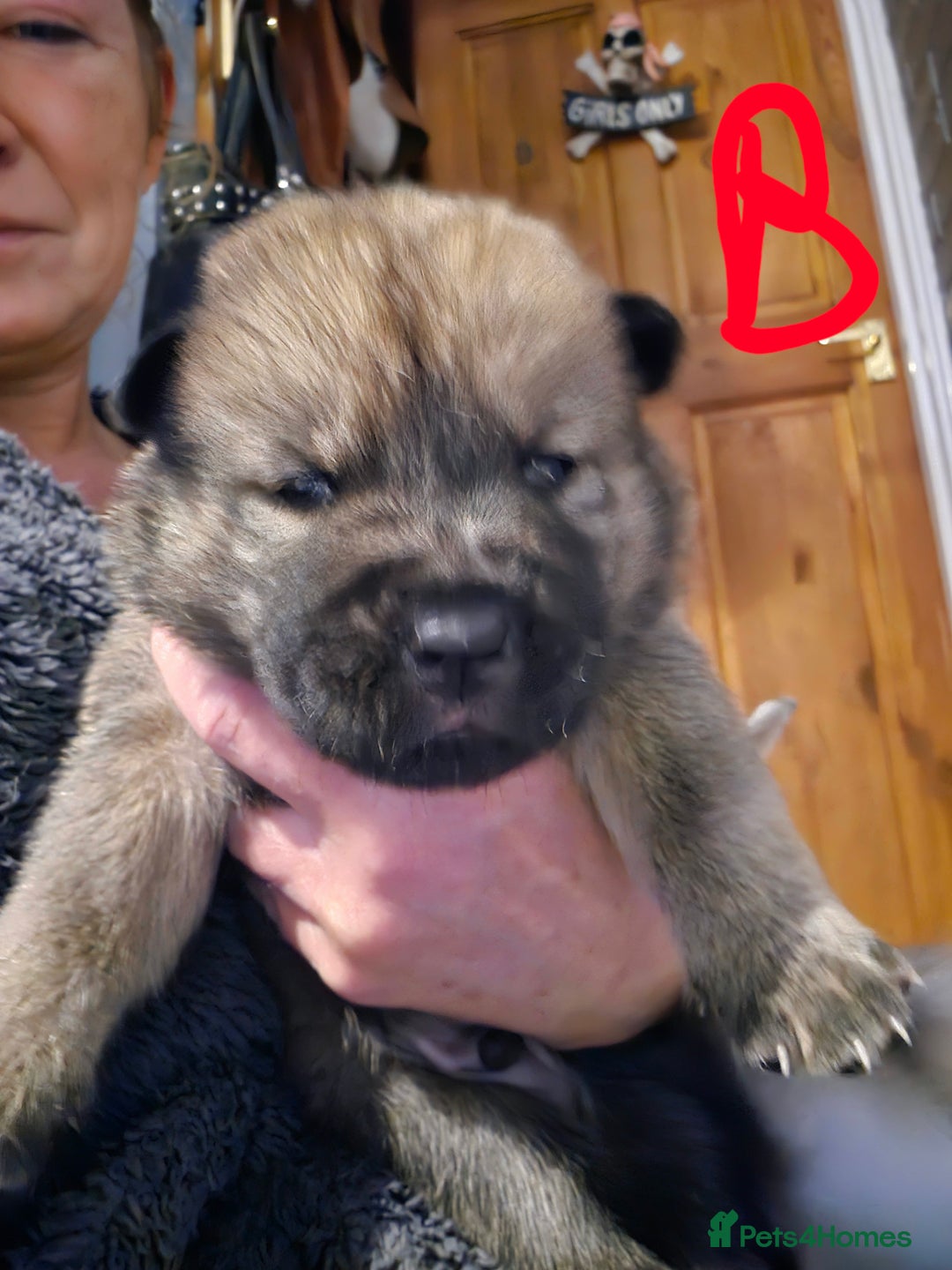 Mixed Breed dogs for sale: Chowsky chow chow x siberian husky  - Advert 3