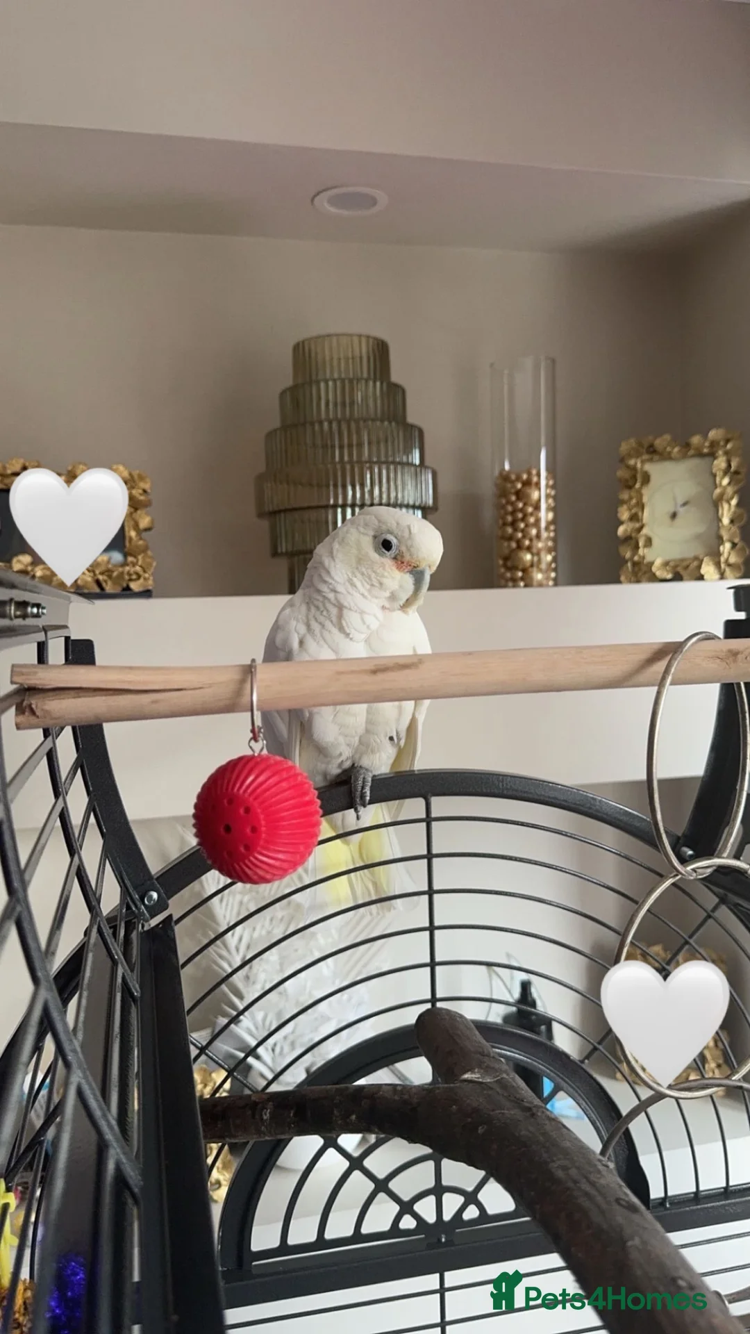 Cockatoo birds for sale: Loving Home Wanted for Goffin’s Cockatoo - Advert 4