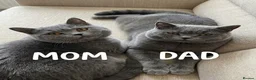 British Shorthair cats for sale: Plush British Shorthair Kittens in Liverpool - Advert 7