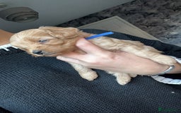 Cavapoo dogs for sale: Adorable cavapoo puppies for sale  - Advert 4