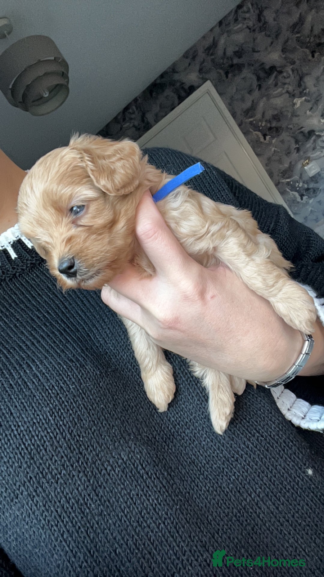 Cavapoo dogs for sale: Adorable cavapoo puppies for sale  - Advert 4