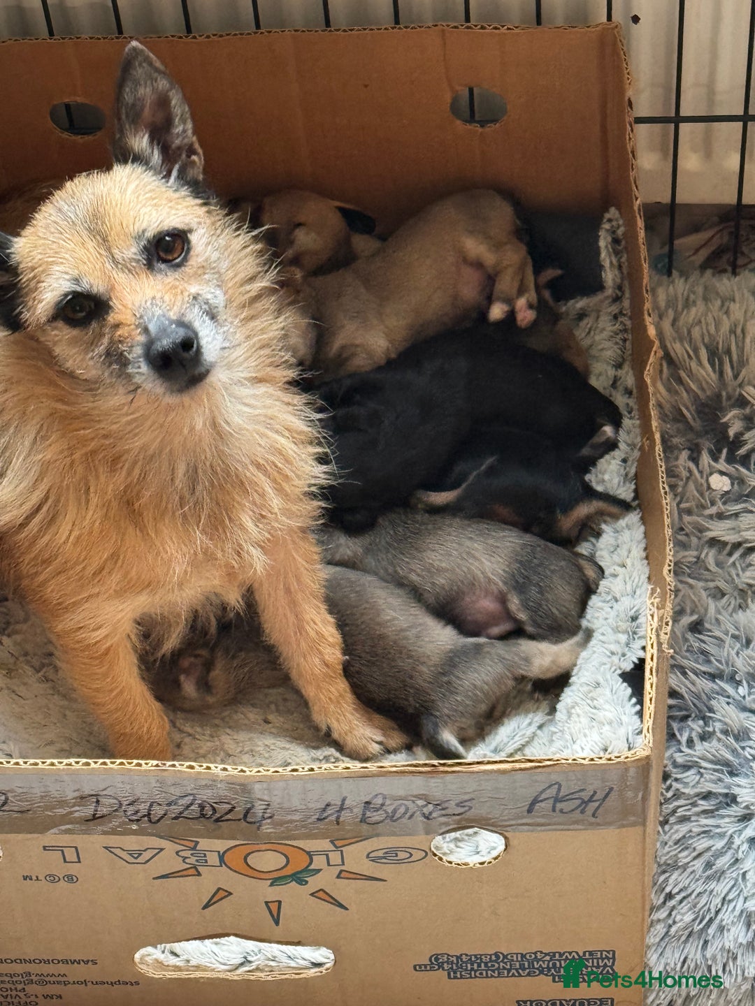 Jack Russell dogs for sale: Norwich terrier cross Jack Russell pups for sale - Image 1