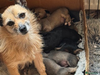 Jack Russell dogs for sale - Advert 1