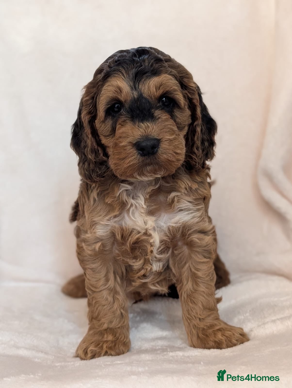 Cockapoo dogs Gorgeous F1 Cockapoo puppies  - Advert 1