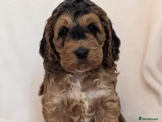 Cockapoo dogs Gorgeous F1 Cockapoo puppies - Advert 3