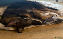 Mixed Breed dogs for adoption: Meet Little BEAR, a Lovely but naughty Boy... - Image 32