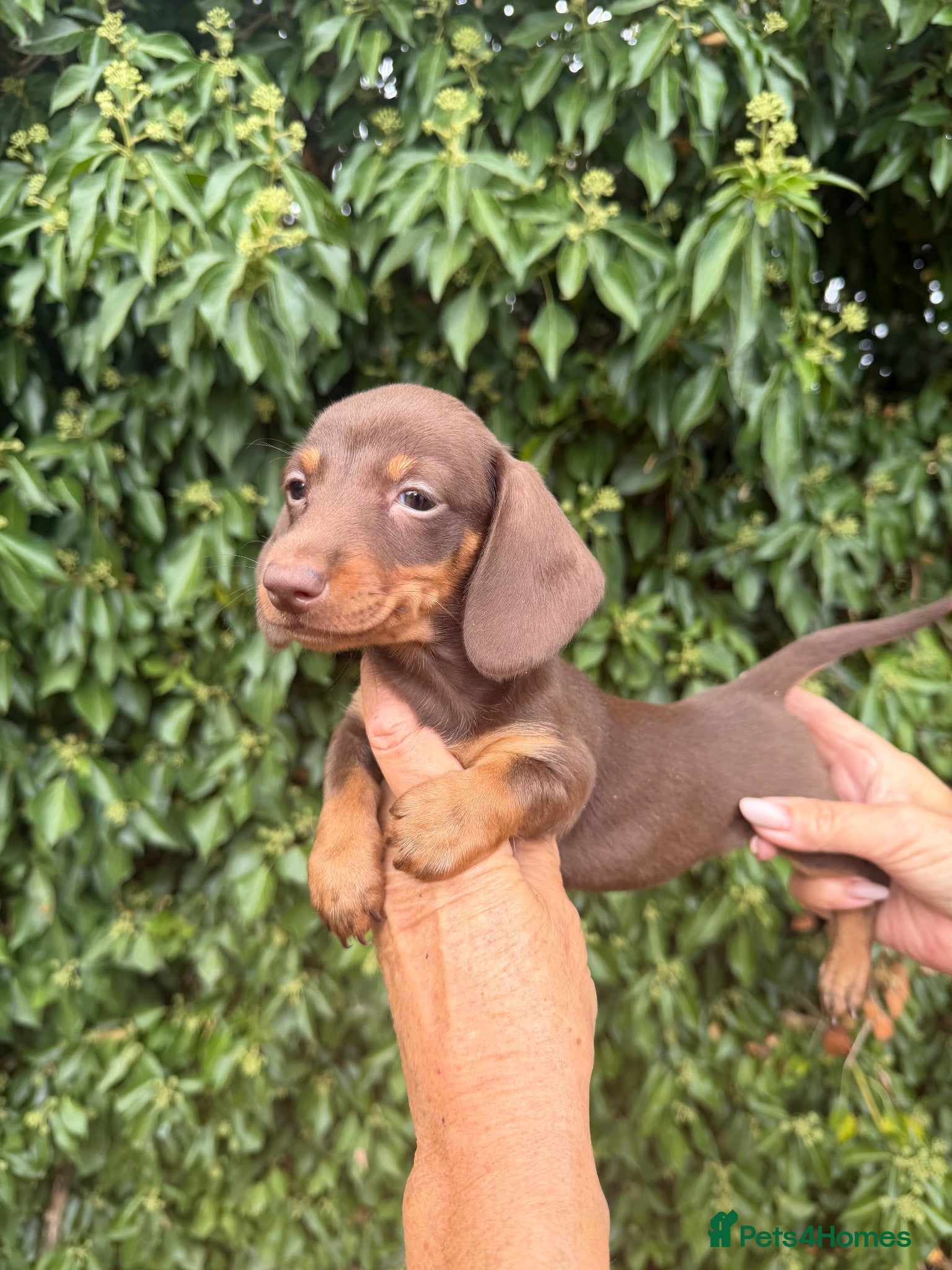 Miniature Dachshund dogs BEAUTIFUL K.C REGISTERED MINIATURE DACHSHUNDS  - Advert 2