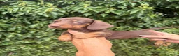 Miniature Dachshund dogs for sale: BEAUTIFUL K.C REGISTERED MINIATURE DACHSHUNDS  - Advert 2