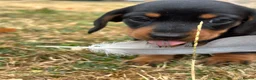 Miniature Dachshund dogs for sale: 🐾 MINIATURE DACHSHUND PUPPIES SHORT HAIRED - Advert 5