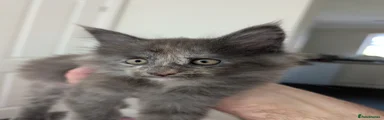 Maine Coon Kitten 2