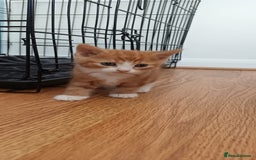 Domestic Shorthair cats for sale: 3 kittens for sale, 2 boys 1 girl.  - Image 4