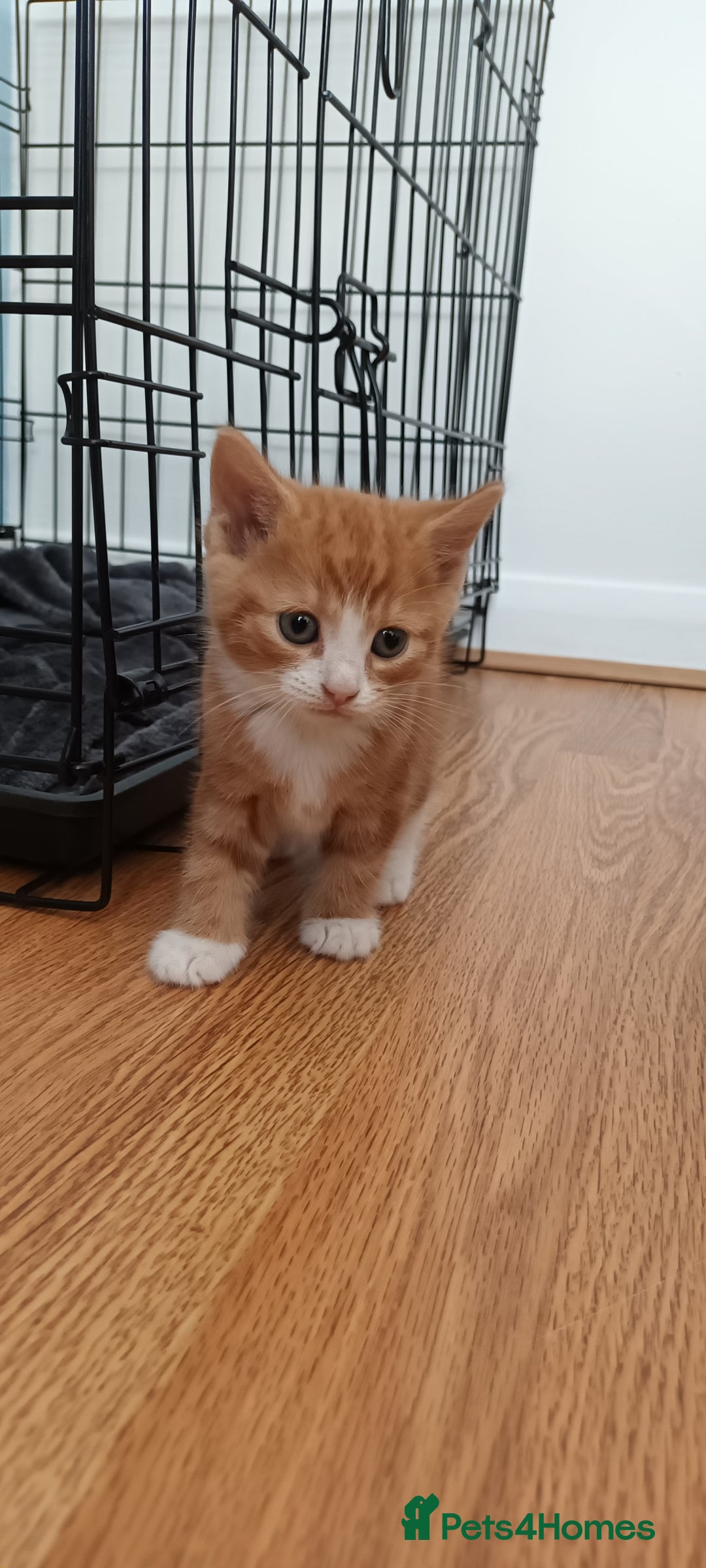 Domestic Shorthair cats for sale: 3 kittens for sale, 2 boys 1 girl.  - Image 4