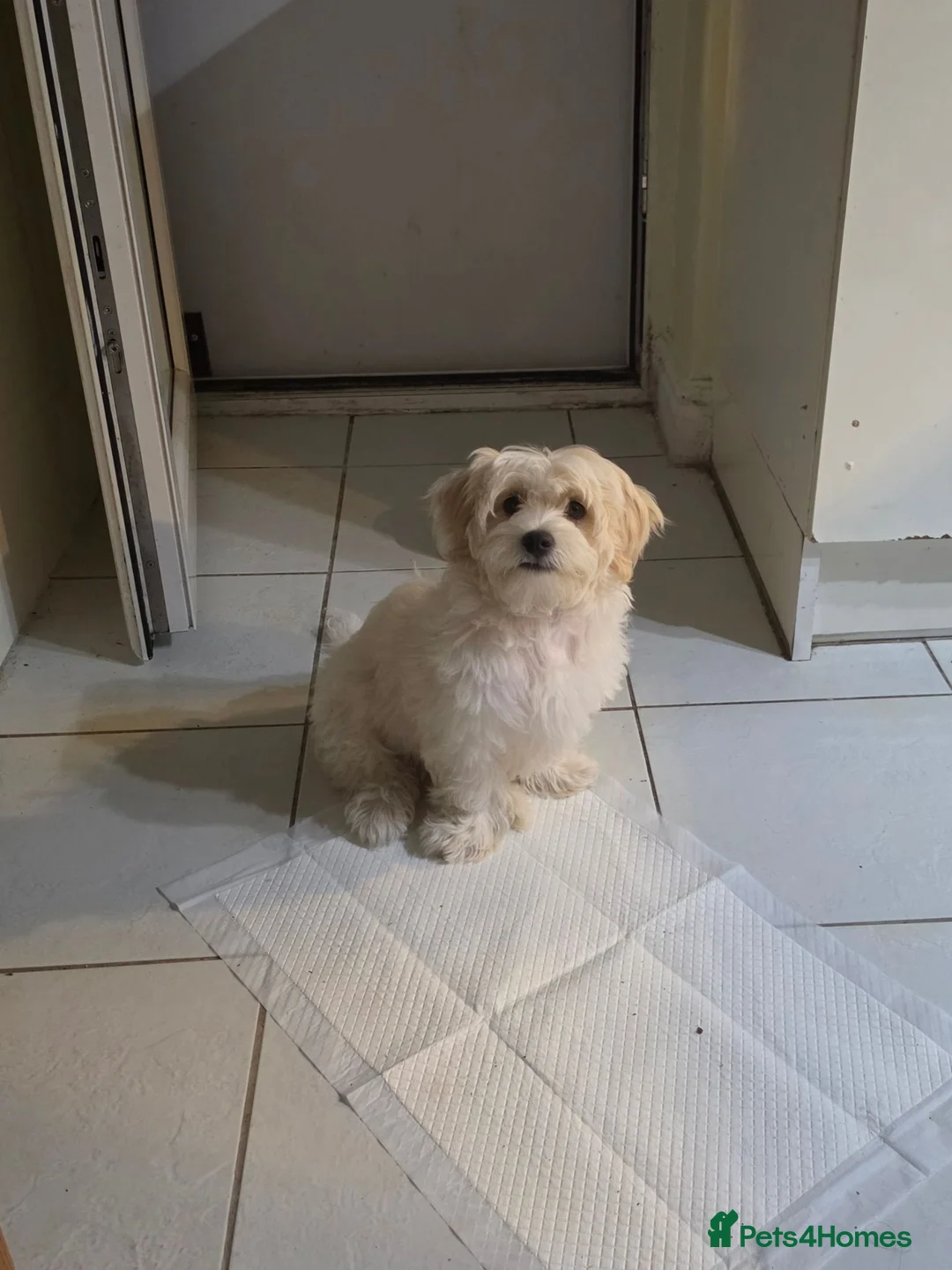 Malshi dogs for sale: 5 Months Old Malshi in Bootle - Advert 2