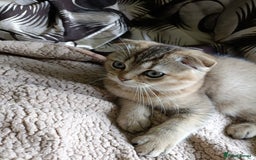 Scottish Fold cats for sale: Scottish fold kittens  - Image 7