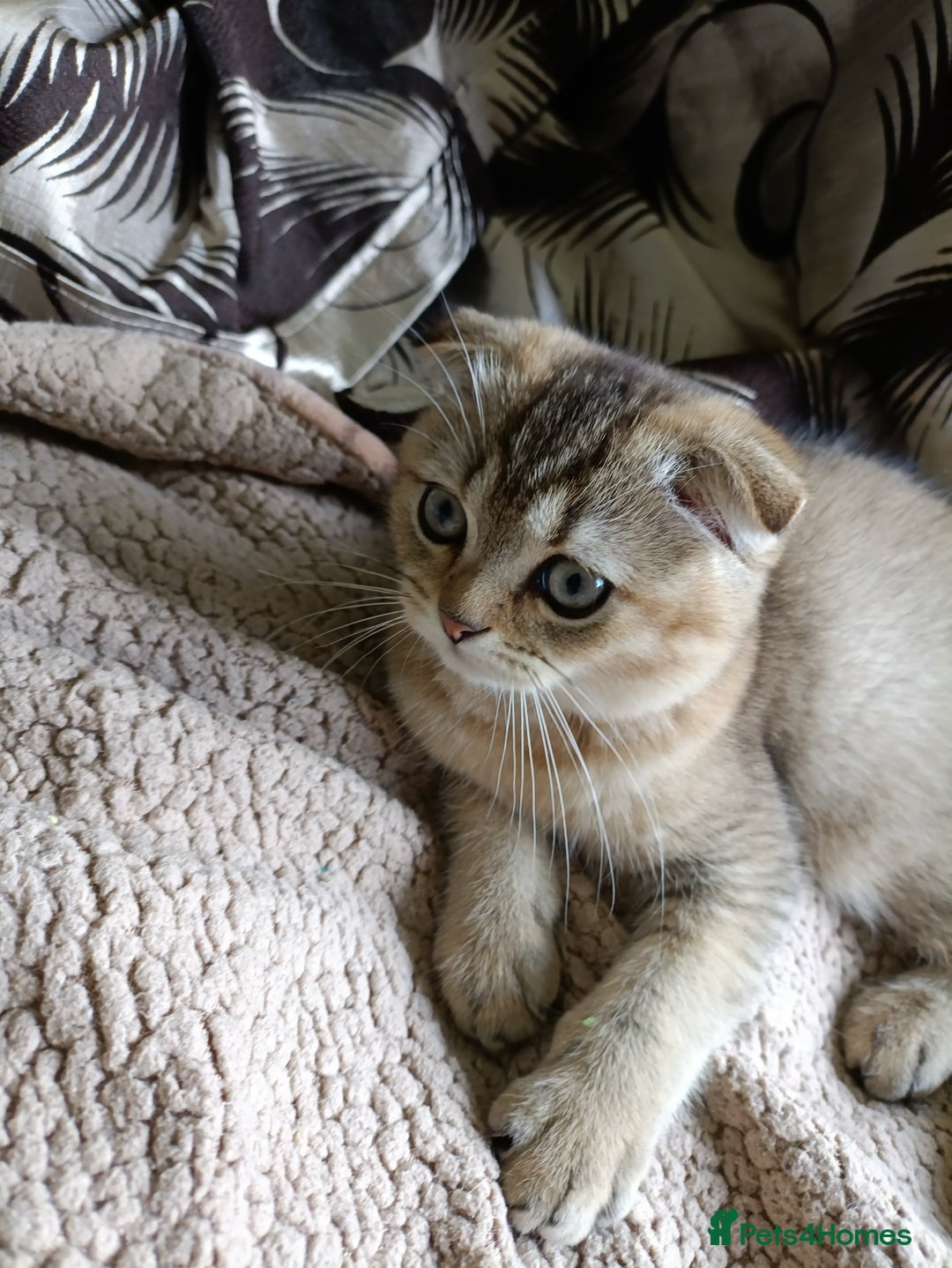 Scottish Fold cats for sale: Scottish fold kittens  - Image 7