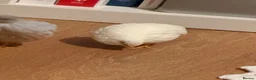 Quail poultry for sale: White and grey Button quails - Advert 3