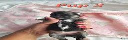 Lhasa Apso dogs for sale: Gorgeous Lhasa Apso Puppies - Advert 7