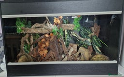 Snake reptiles for sale: 9 month old royal python plus complete set up - Image 4