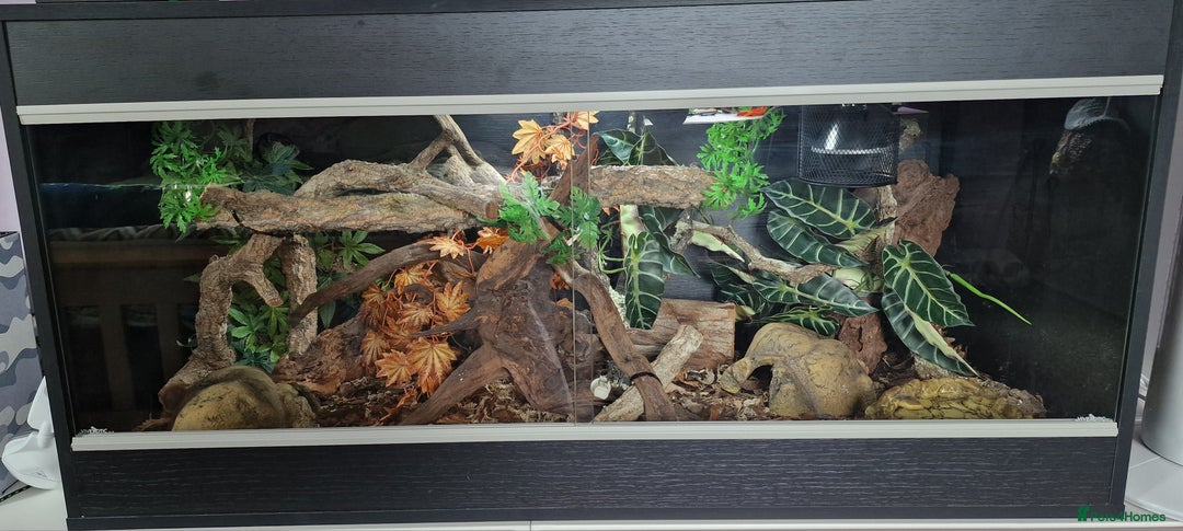 Snake reptiles for sale: 9 month old royal python plus complete set up - Image 4