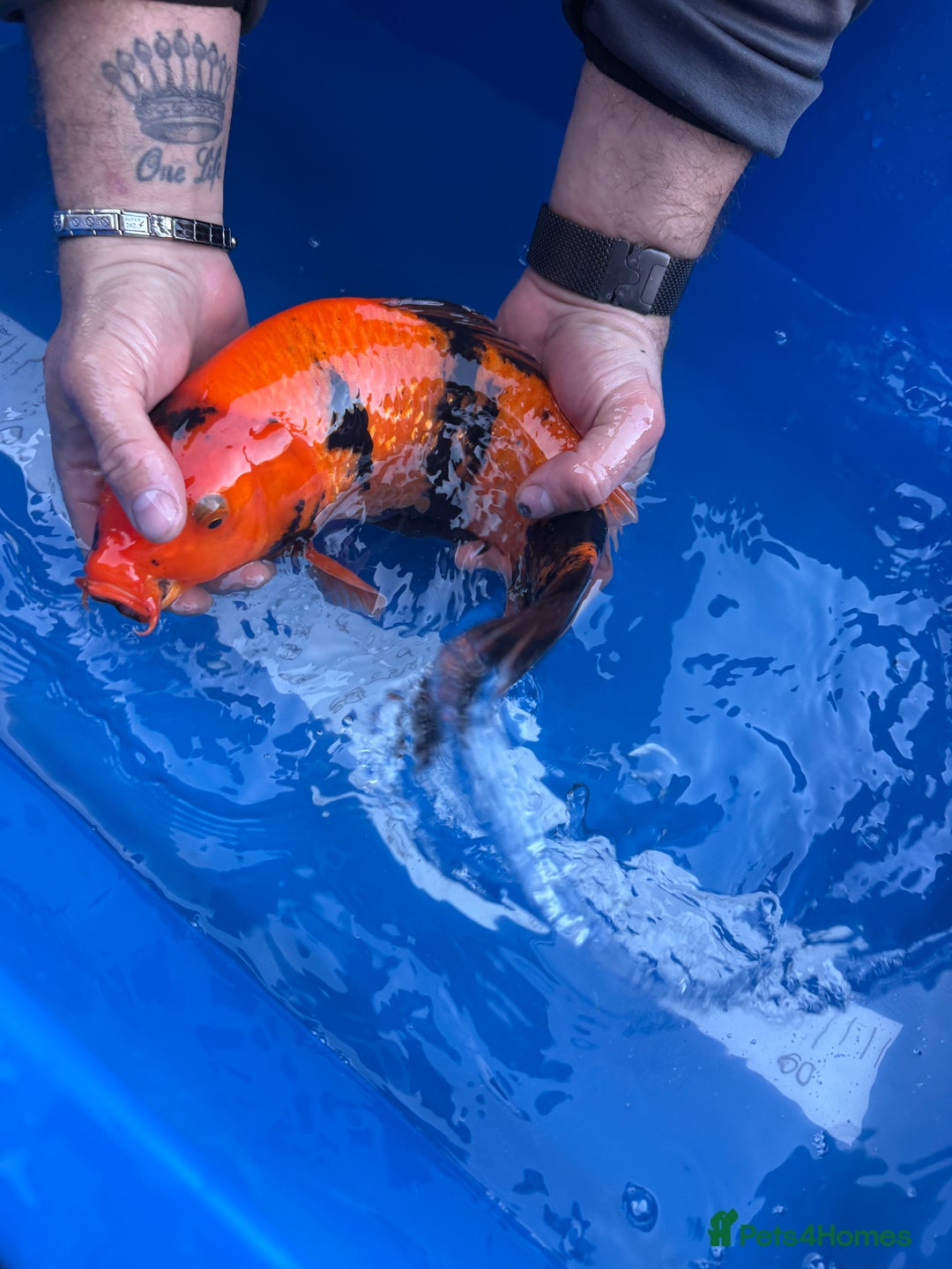 Koi Carp fish for sale: Hi Utsuri - Advert 4