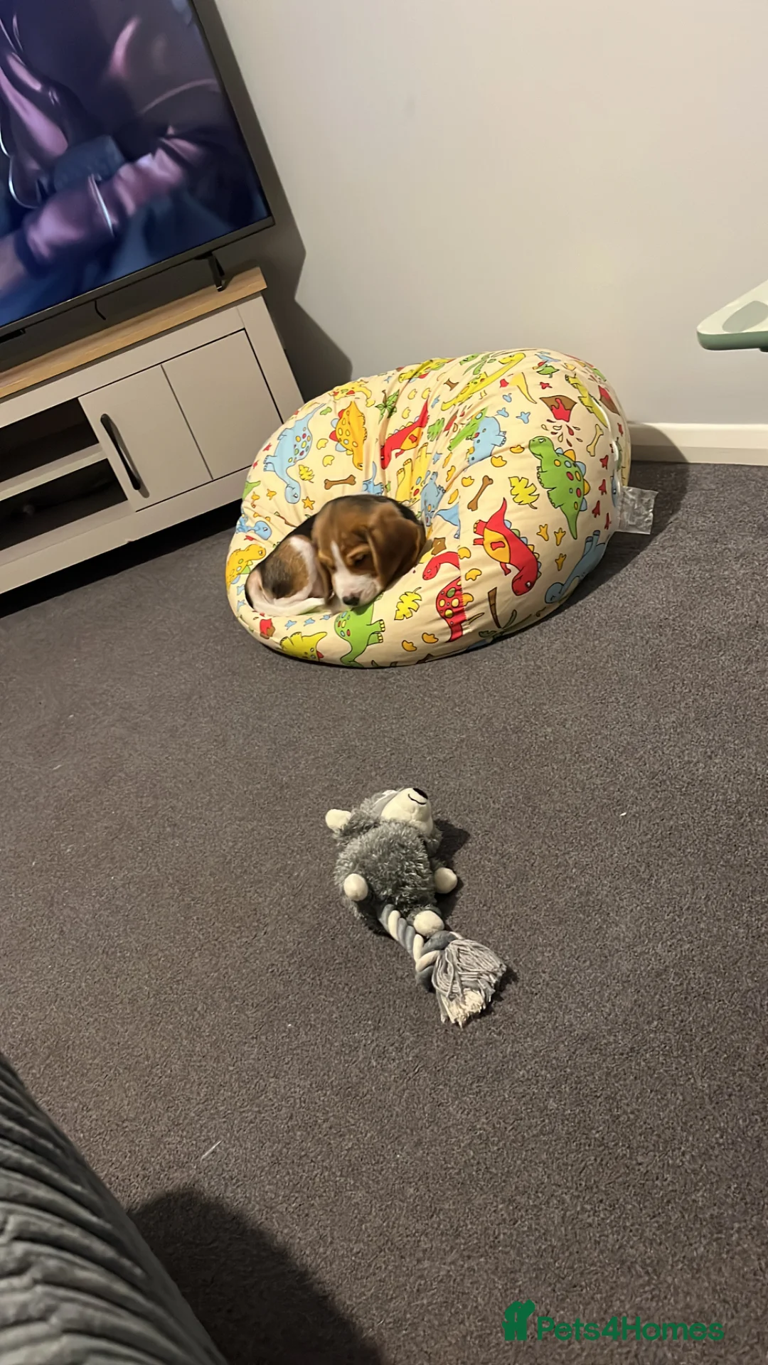 Beagle dogs for sale: Buddy in Corby - Advert 4