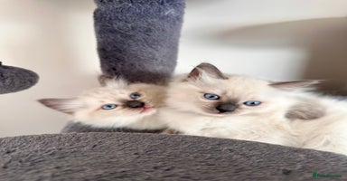 Ragdoll cats - Advert 10