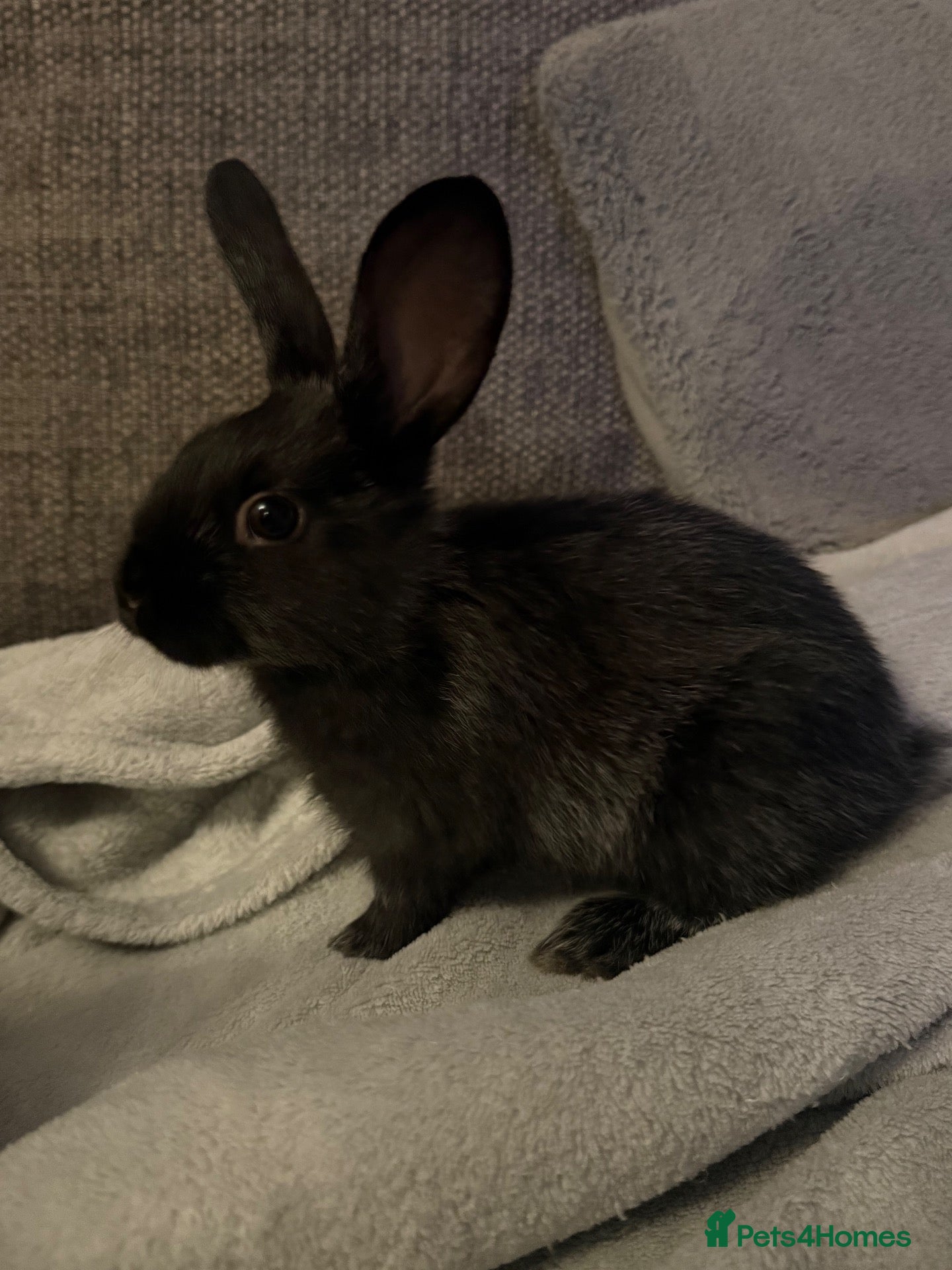 Mixed Breed rabbits 3 bunnies available  - Advert 7