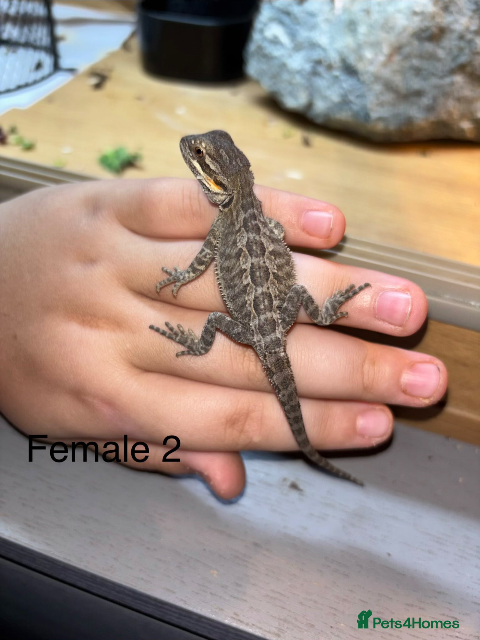 Bearded Dragon reptiles for sale: Friendly bearded baby dragons - Advert 4