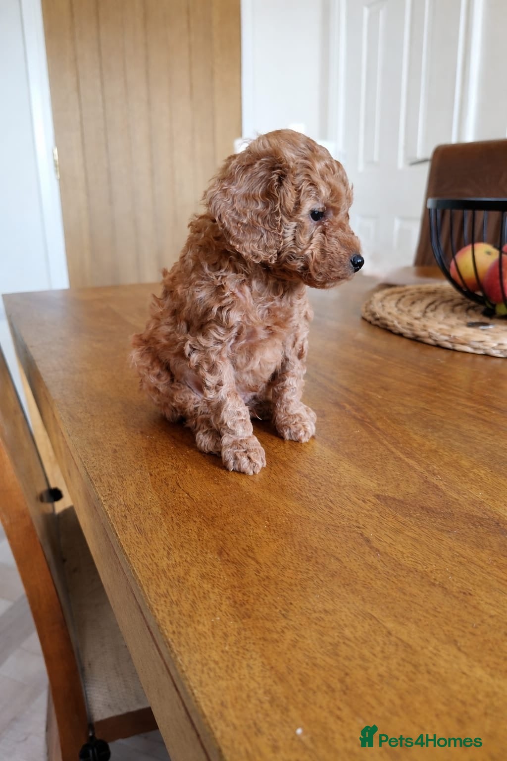 Toy Poodle dogs Asian imported toy poodle 💙 - Advert 2