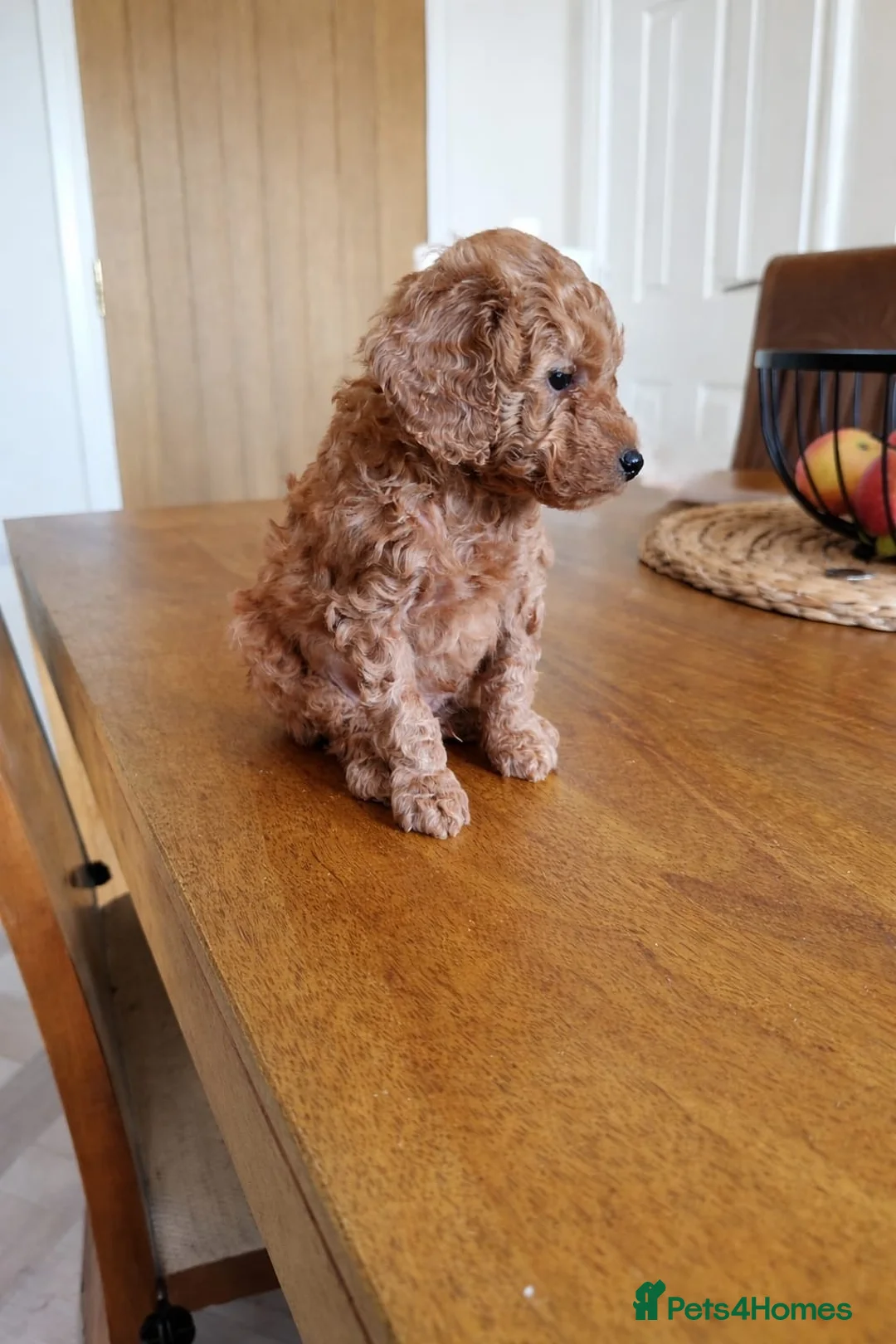 Toy Poodle dogs for sale: Asian imported toy poodle 💙 - Advert 2