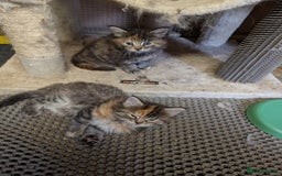 Maine Coon cats for sale: Stunning American Maine coons  - Image 5
