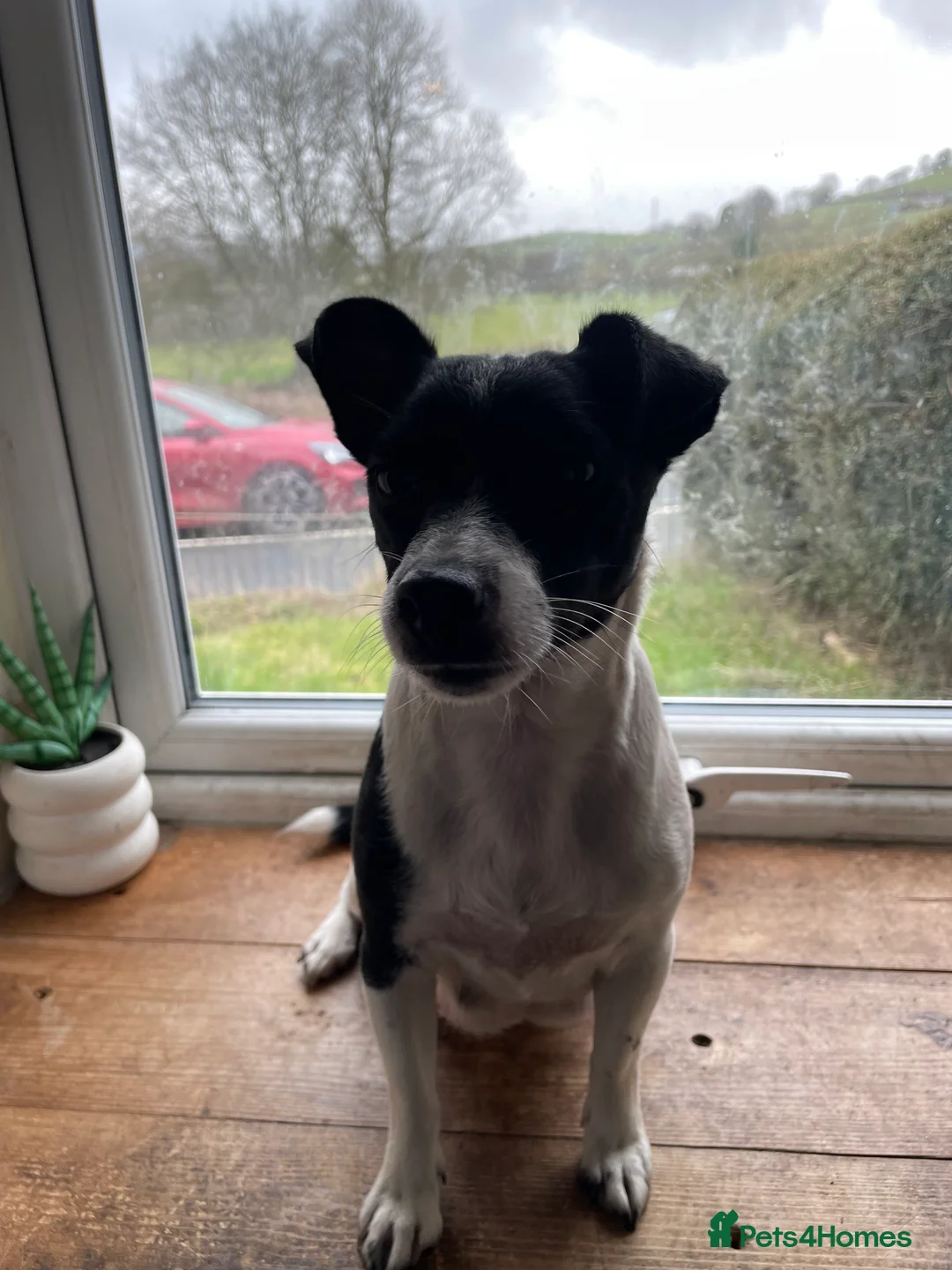 Jack Russell dogs for sale: Jack Russell puppies in Corwen - Advert 1