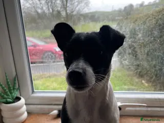 Jack Russell dogs Jack Russell puppies - Advert 1